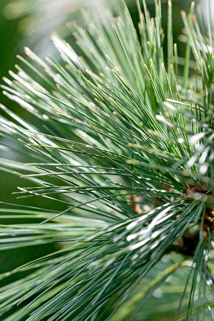 Bhutan pine 'Densa Hill'