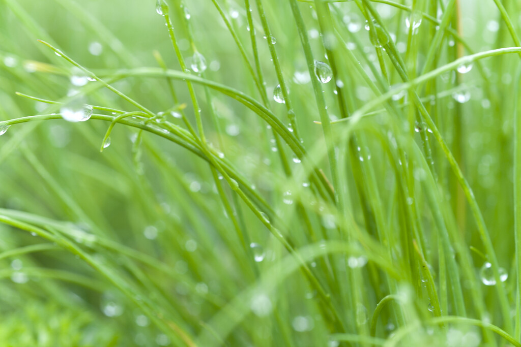 chives