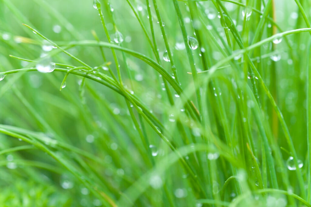 chives