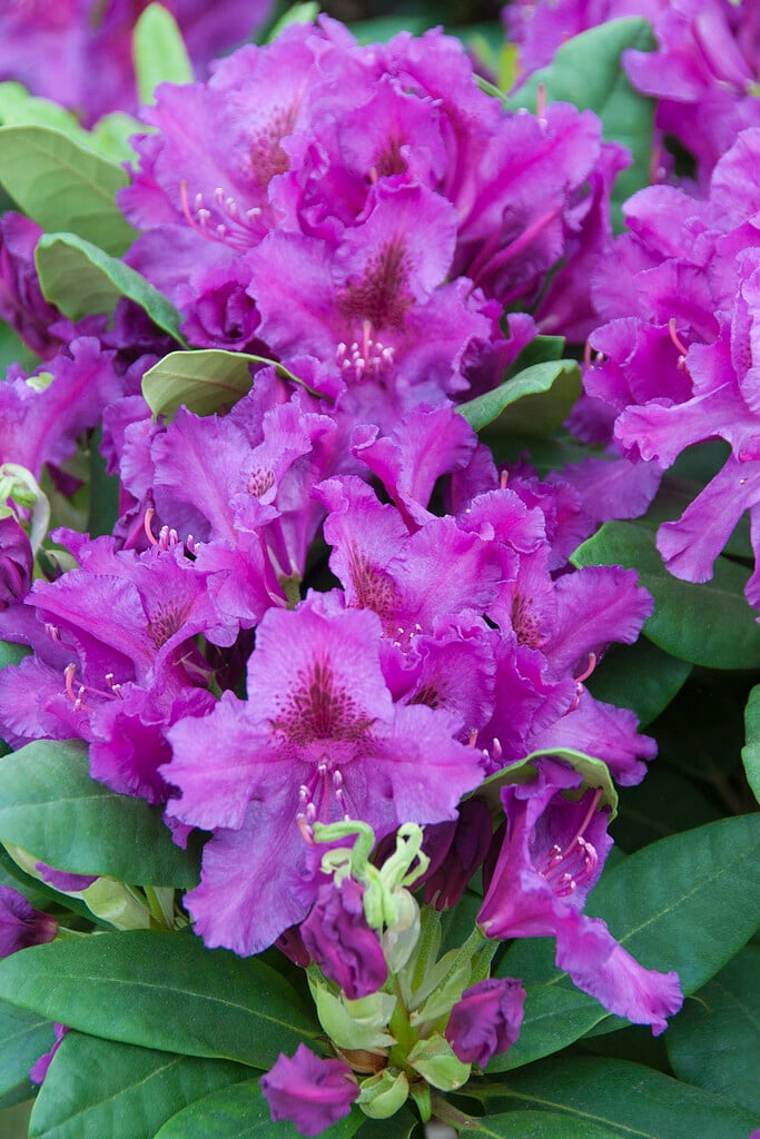 rhododendron 'Azurro'