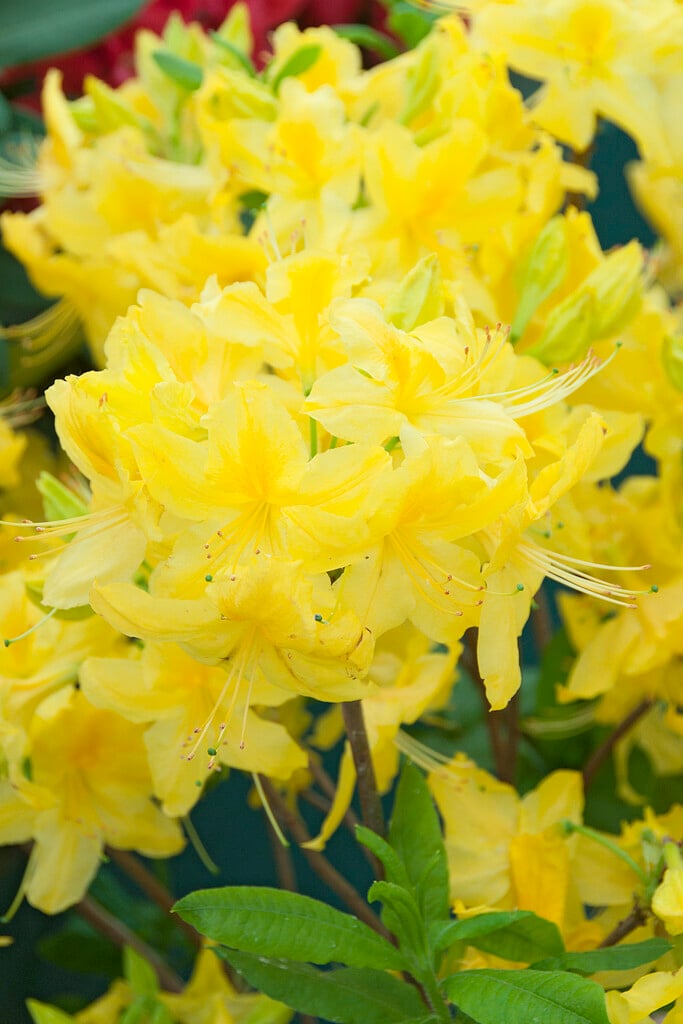 rhododendron 'Anneke'
