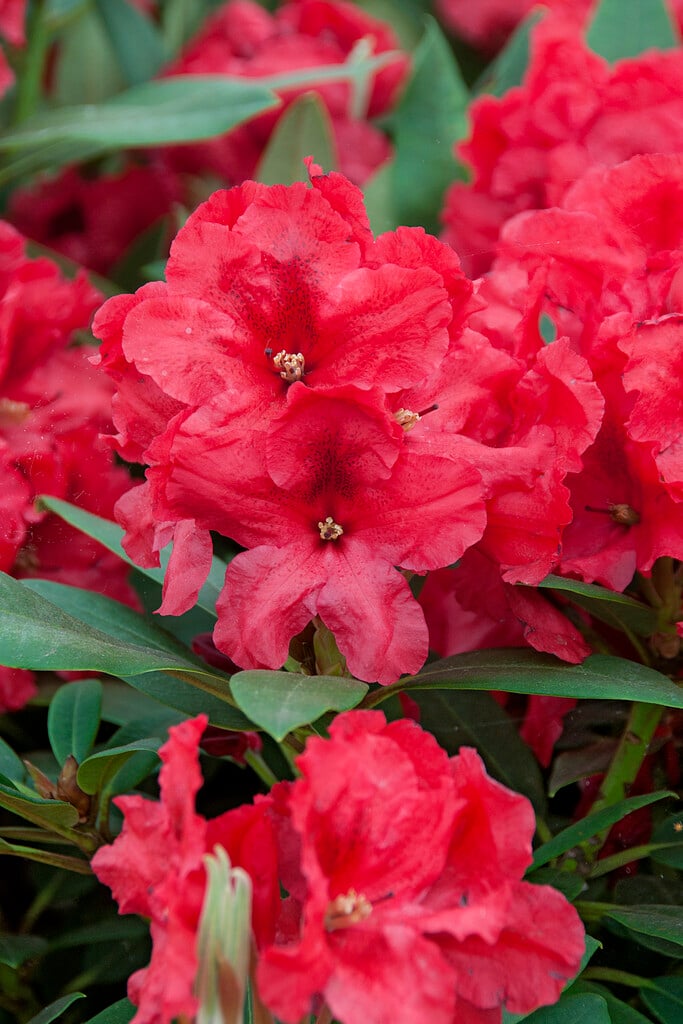 rhododendron 'Rabatz'