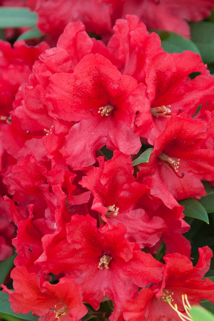 rhododendron 'Rabatz'
