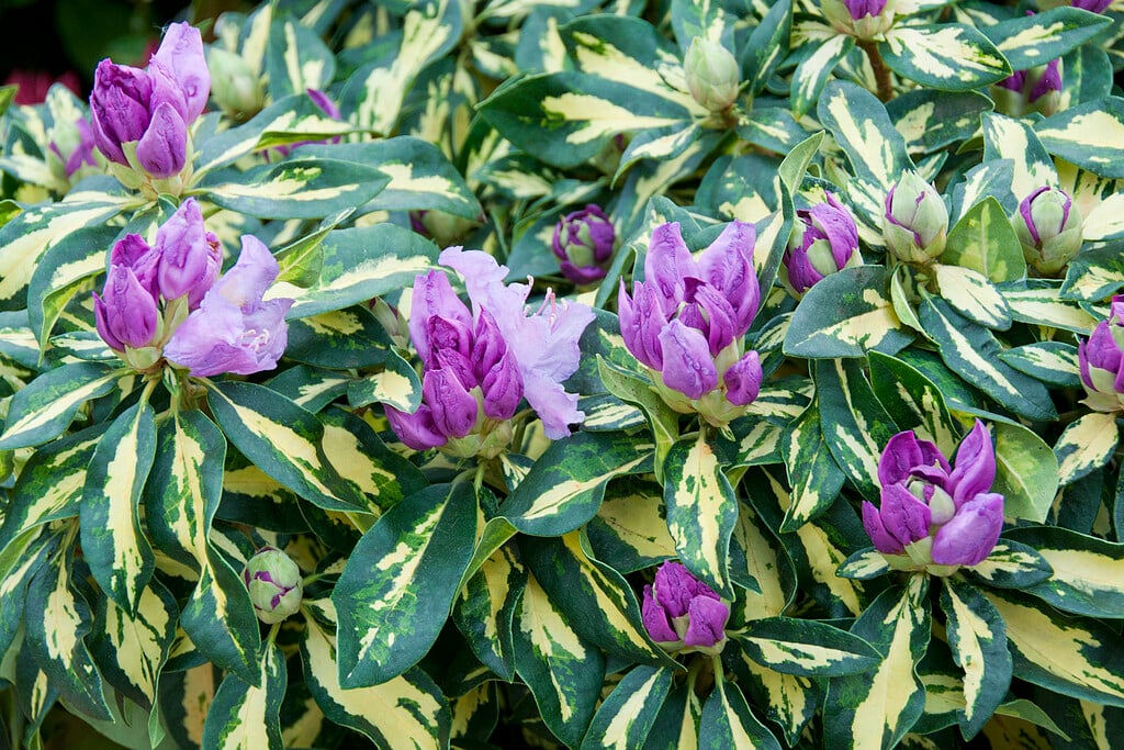 rhododendron 'Molten Gold'