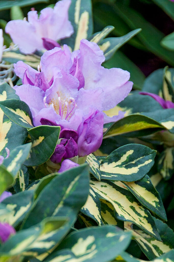 rhododendron 'Molten Gold'