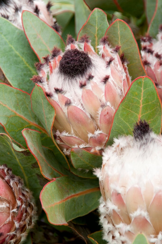 <i>Protea</i> <i>magnifica</i>
