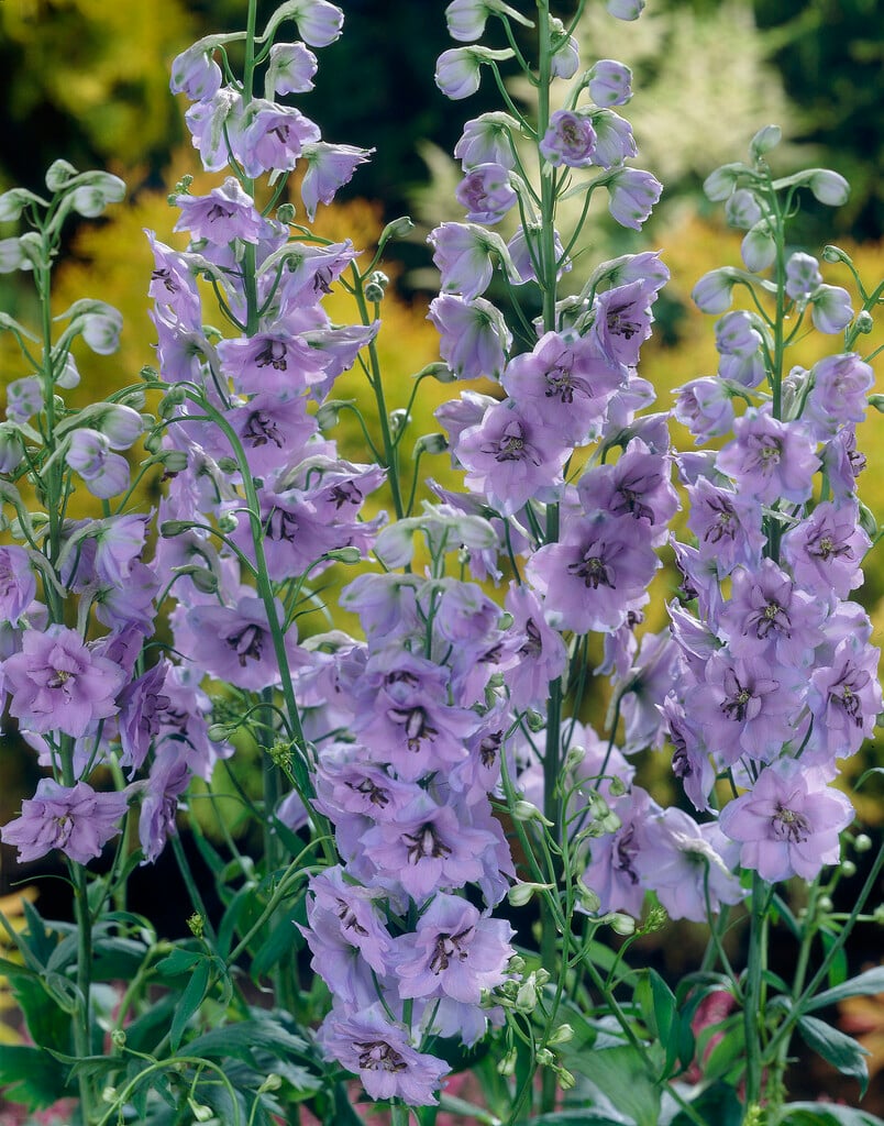 delphinium 'Mrs Newton Lees'