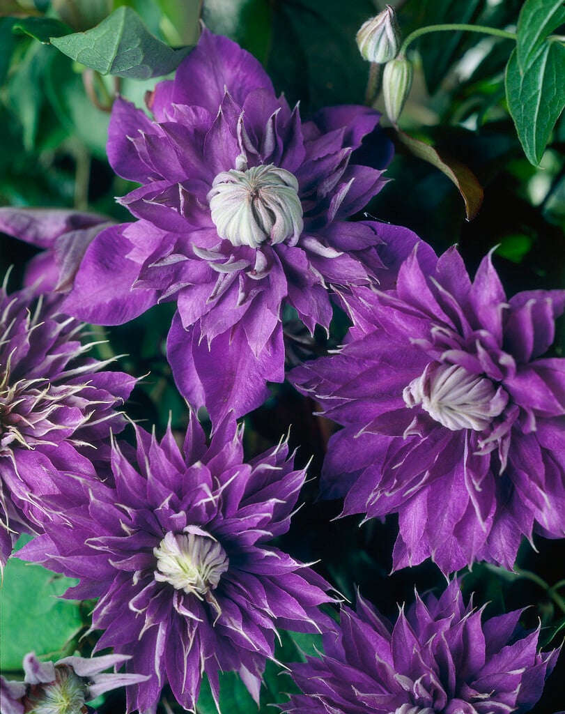 clematis 'Multi Blue'