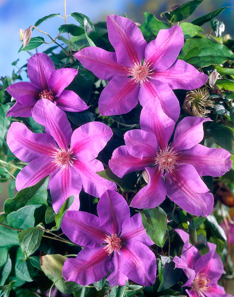 clematis 'Étoile de Malicorne'