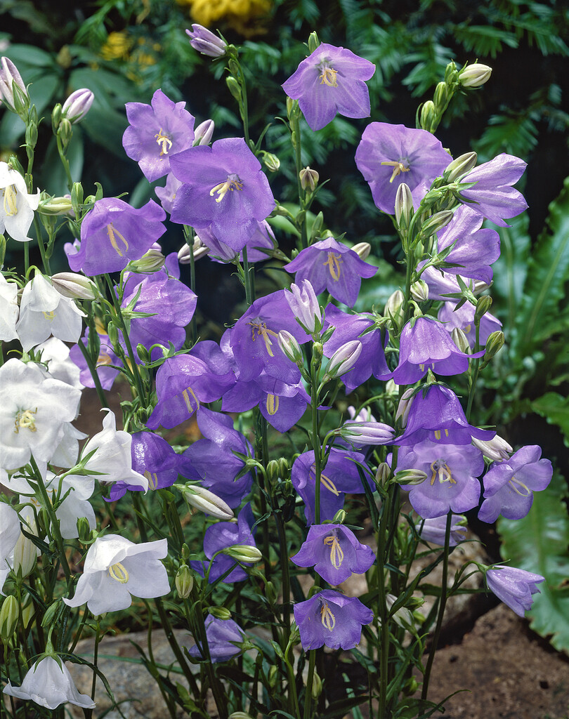 peach-leaved bellflower