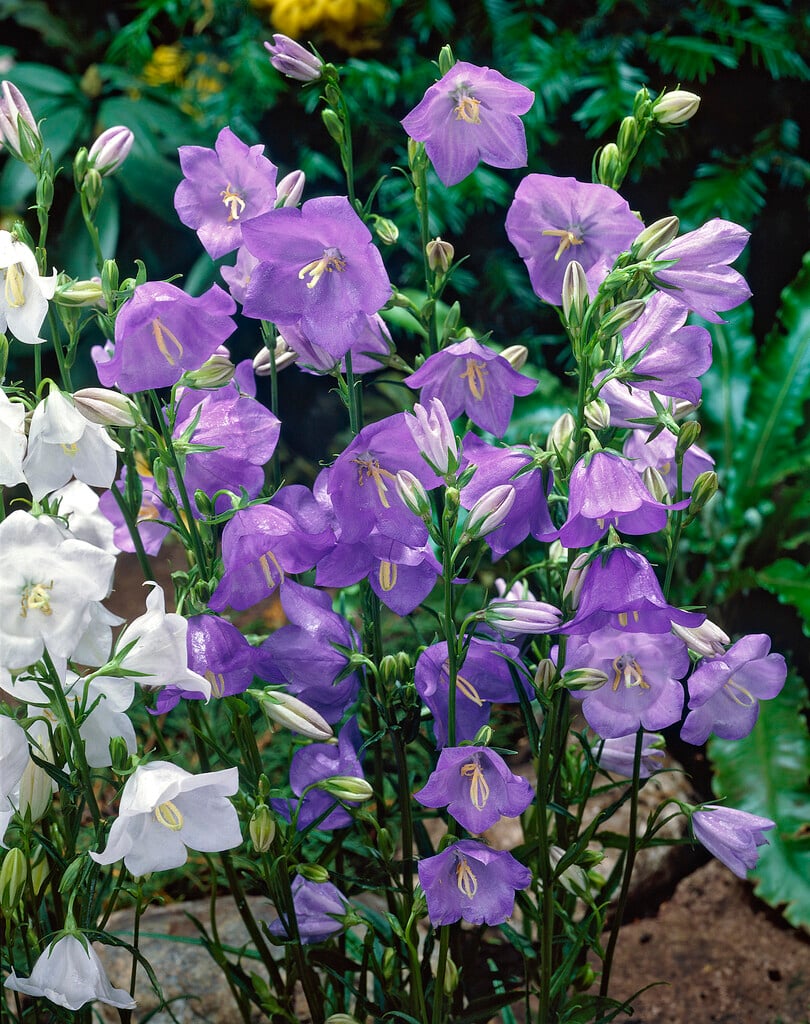 peach-leaved bellflower