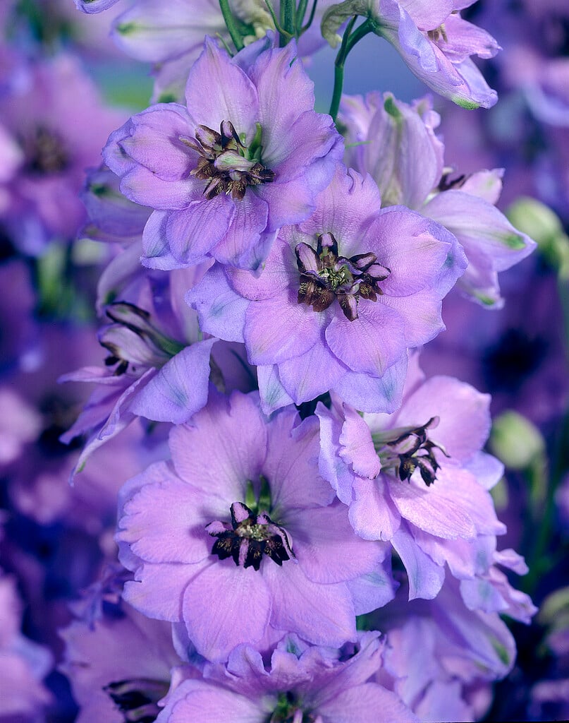delphinium 'Starlight'