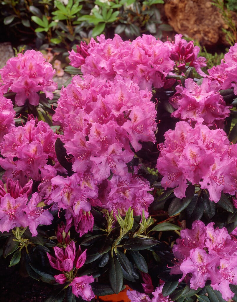 rhododendron 'Lee's Dark Purple'