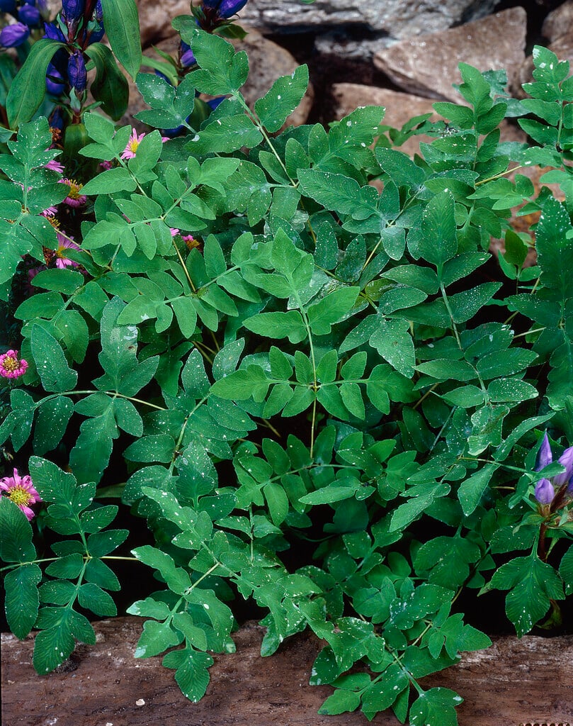 Peruvian maidenhair fern