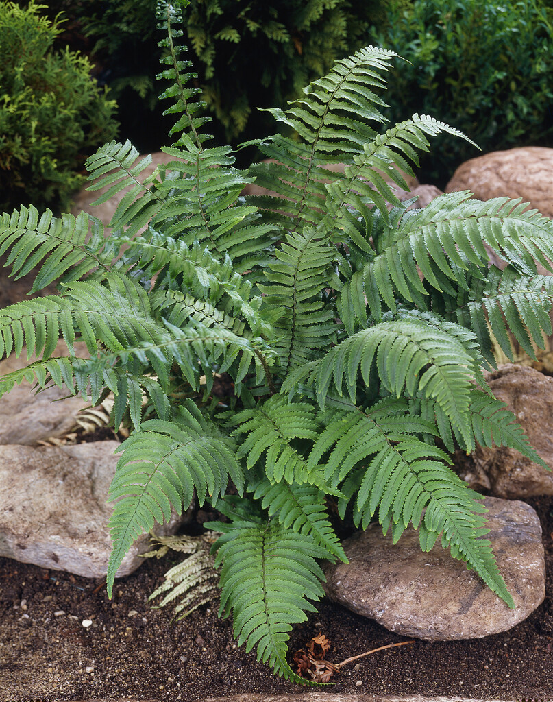 shaggy shield fern