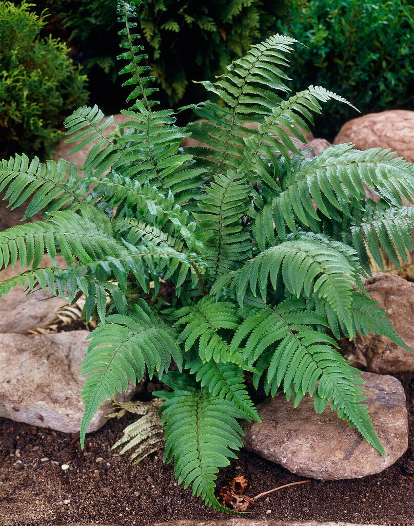 shaggy shield fern