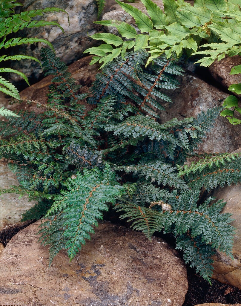 <i>Polystichum</i> <i>vestitum</i>
