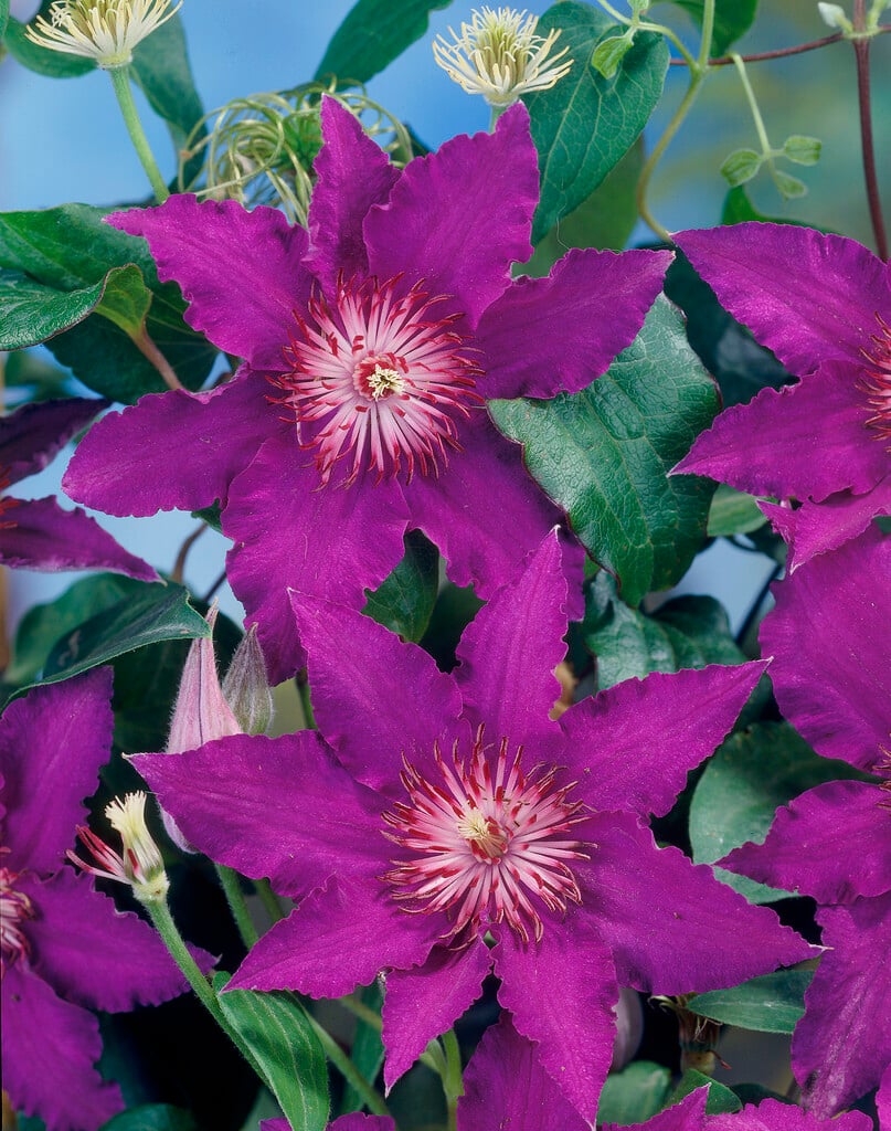clematis 'Maria Louise Jensen'