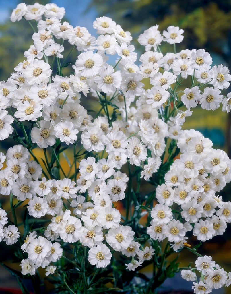 silvery-leaved yarrow