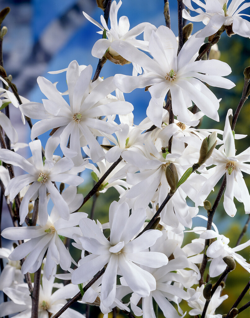 star magnolia