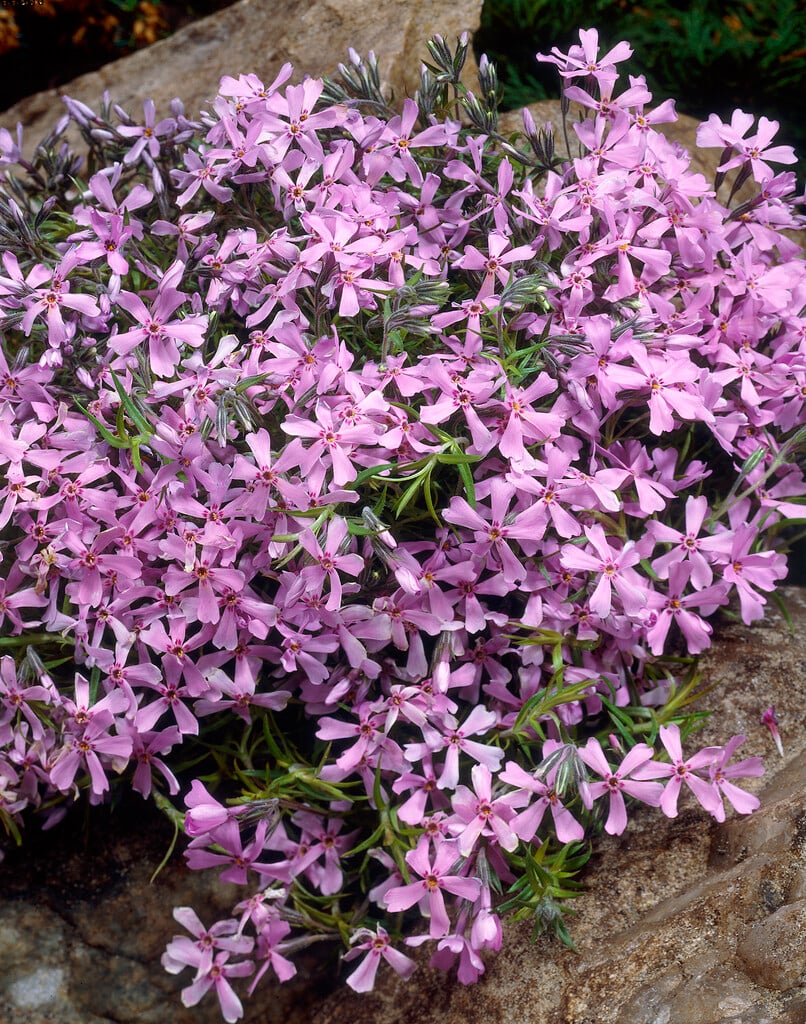 moss phlox 'Moerheimii'