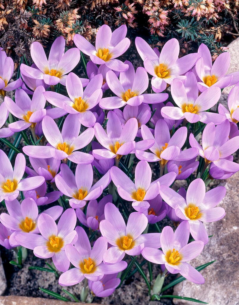 <em>Crocus</em> <em>sieberi</em> 'Violet Queen'