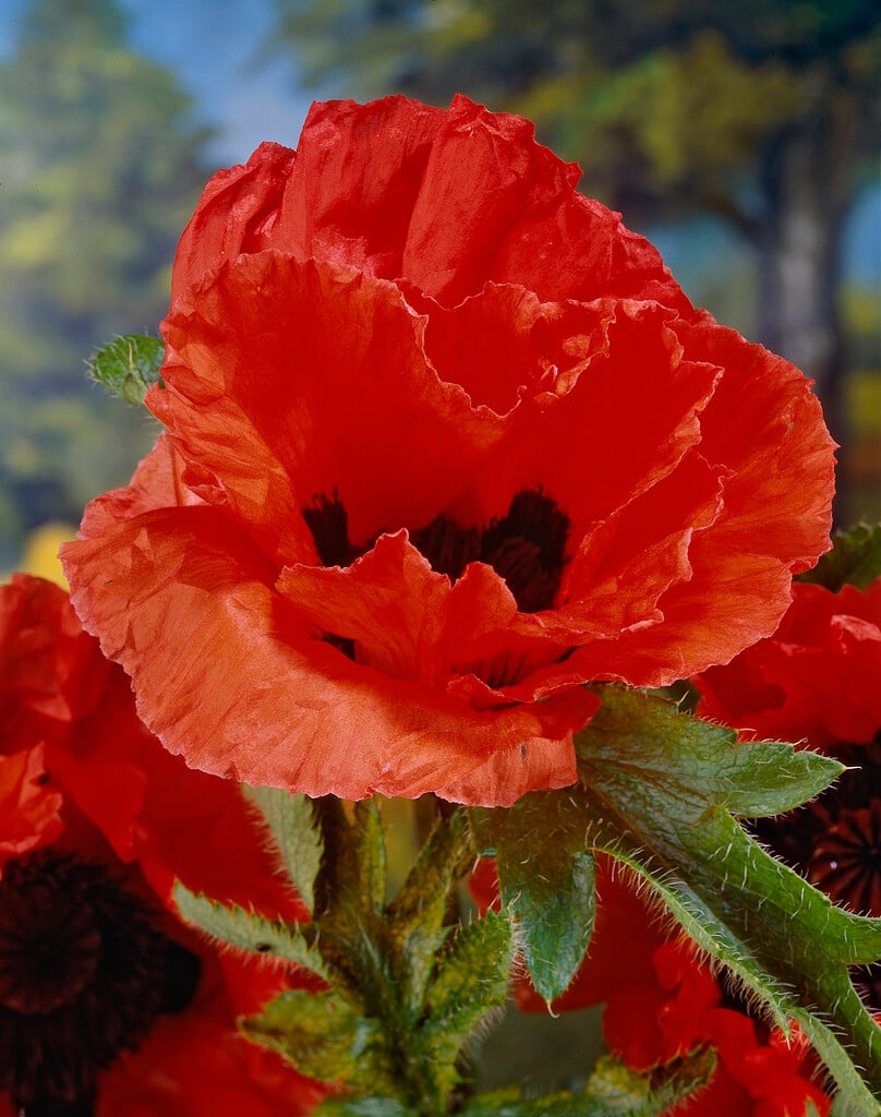 oriental poppy 'Marcus Perry'