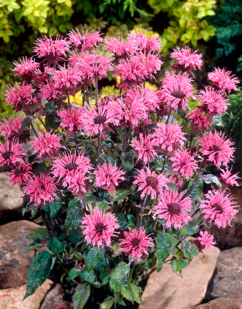 <i>Monarda</i> [<span style=\"font-variant: small-caps;\">Twins</span>]