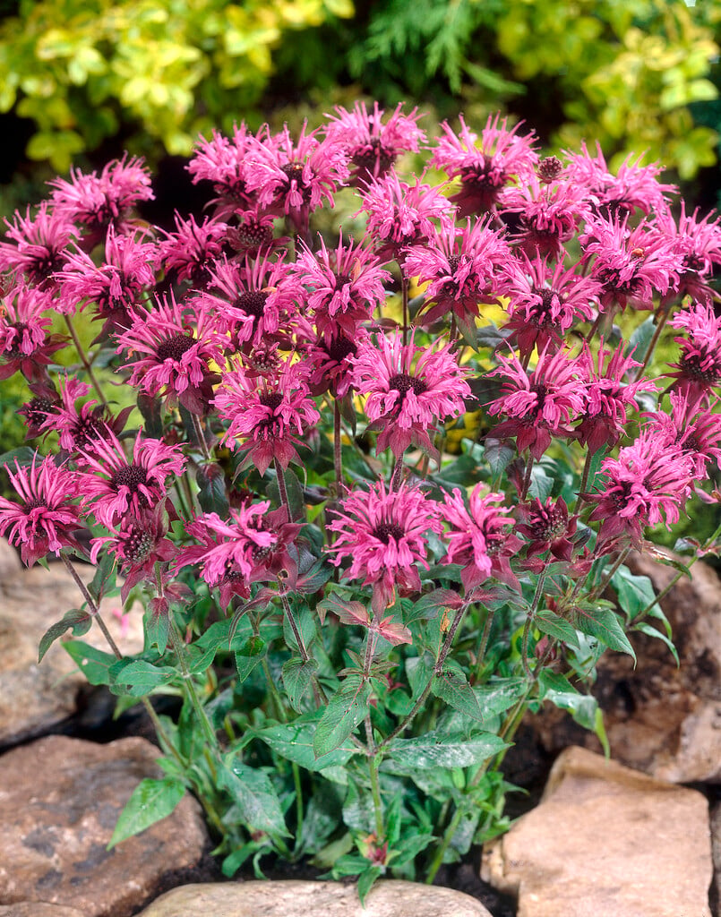 <i>Monarda</i> 'Cherokee'