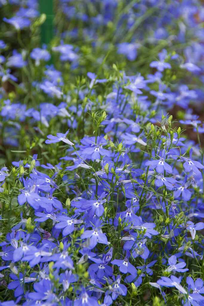 <i>Lobelia</i> <i>erinus</i> [<span style="font-variant: small-caps;">Blue Star</span>] ('Wesstar')