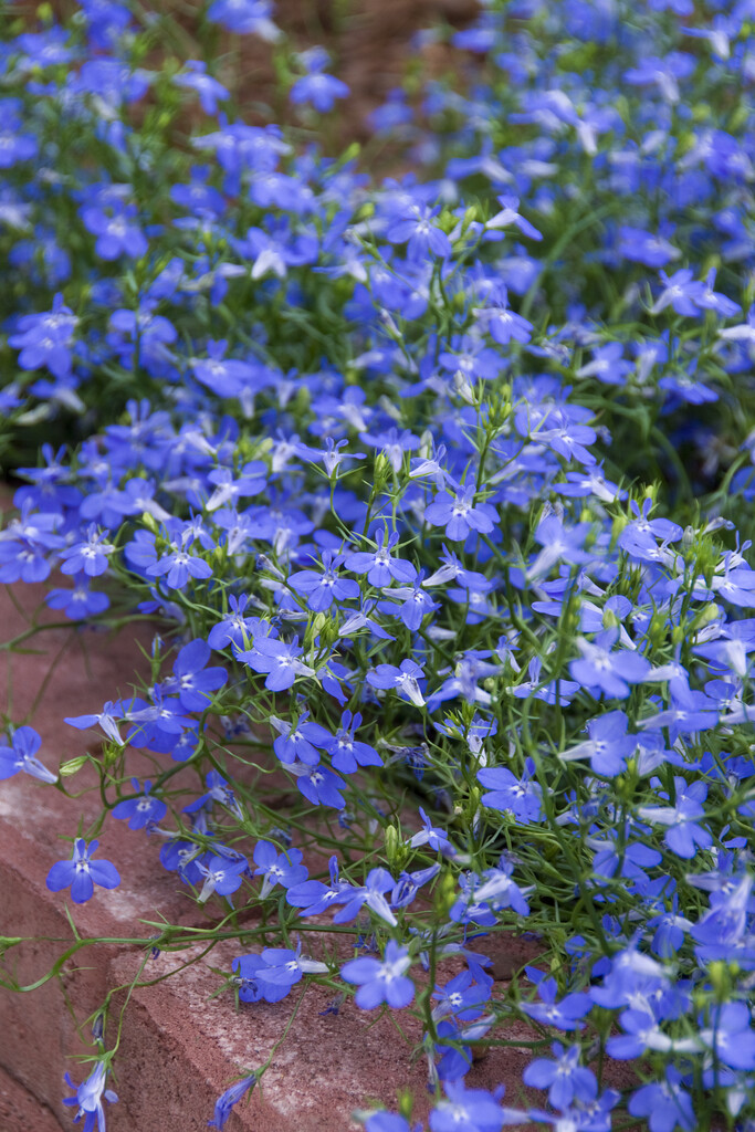 <i>Lobelia</i> <i>erinus</i> [<span style="font-variant: small-caps;">Blue Star</span>] ('Wesstar')