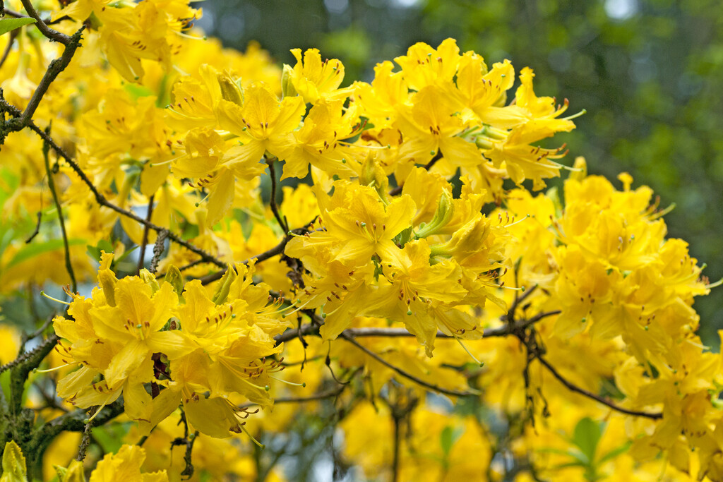 yellow azalea