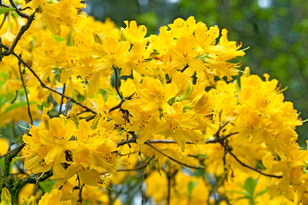 yellow azalea