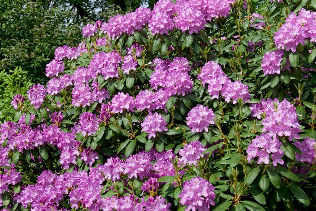 rhododendron 'Roseum Elegans'