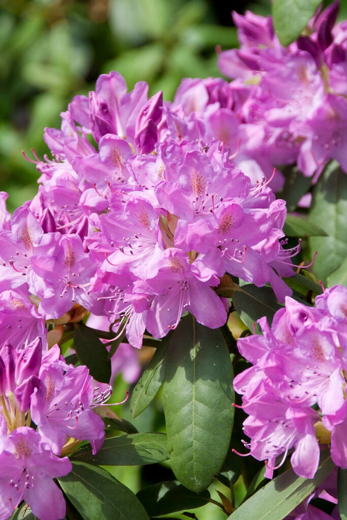 Rhododendron &Roseum Elegans& | rhododendron &Roseum Elegans& Shrubs ...