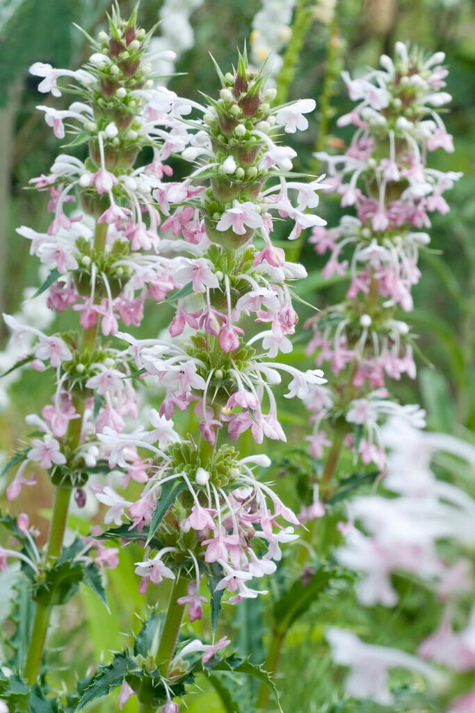 long-leaved whorlflower