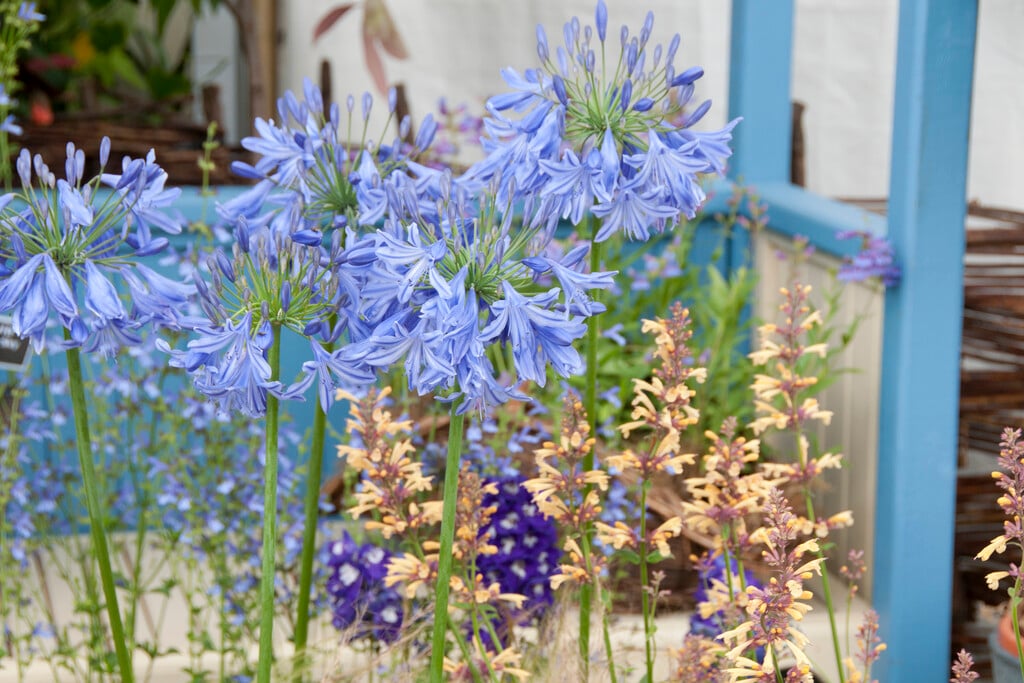 African lily 'Delft Blue'