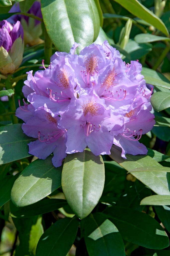 rhododendron 'Catawbiense Grandiflorum'