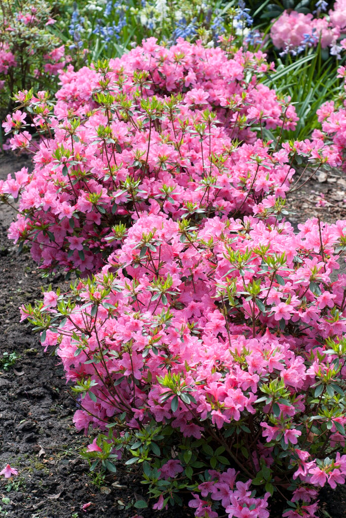 rhododendron früchte Rhododendron 'Wine and Roses' Rosa kaufen main image 0