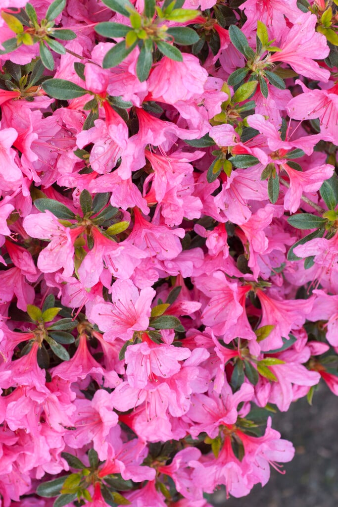 rhododendron 'Madame Albert van Hecke'