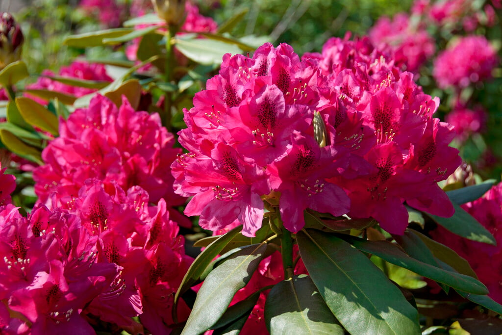 rhododendron 'Nova Zembla'