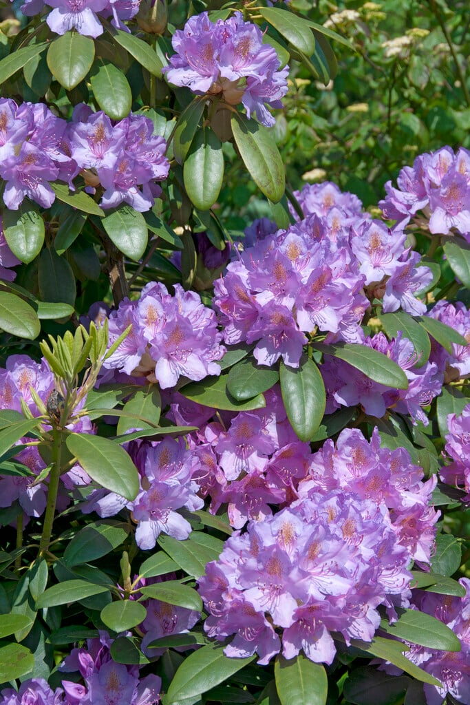 rhododendron 'Catawbiense Grandiflorum'