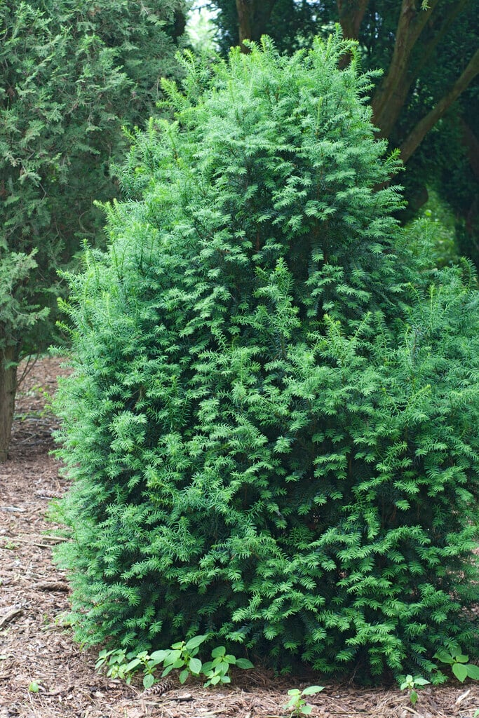 <i>Taxus</i> <i>baccata</i> 'Overeynderi' (m)