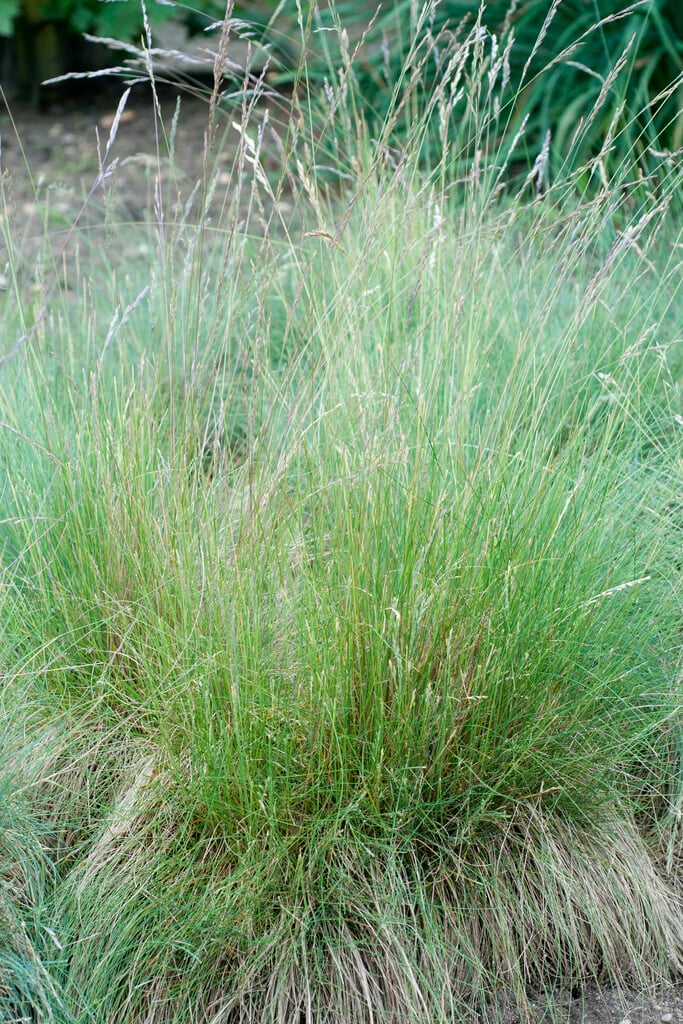 <i>Festuca</i> <i>valesiaca</i>