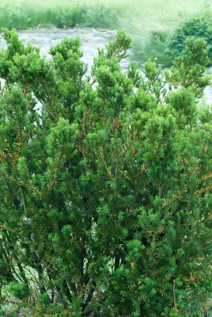 <i>Taxus</i> × <i>media</i> 'Hillii' (m)