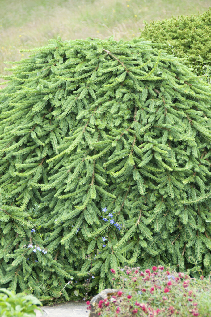 <i>Picea</i> <i>abies</i> 'Reflexa'