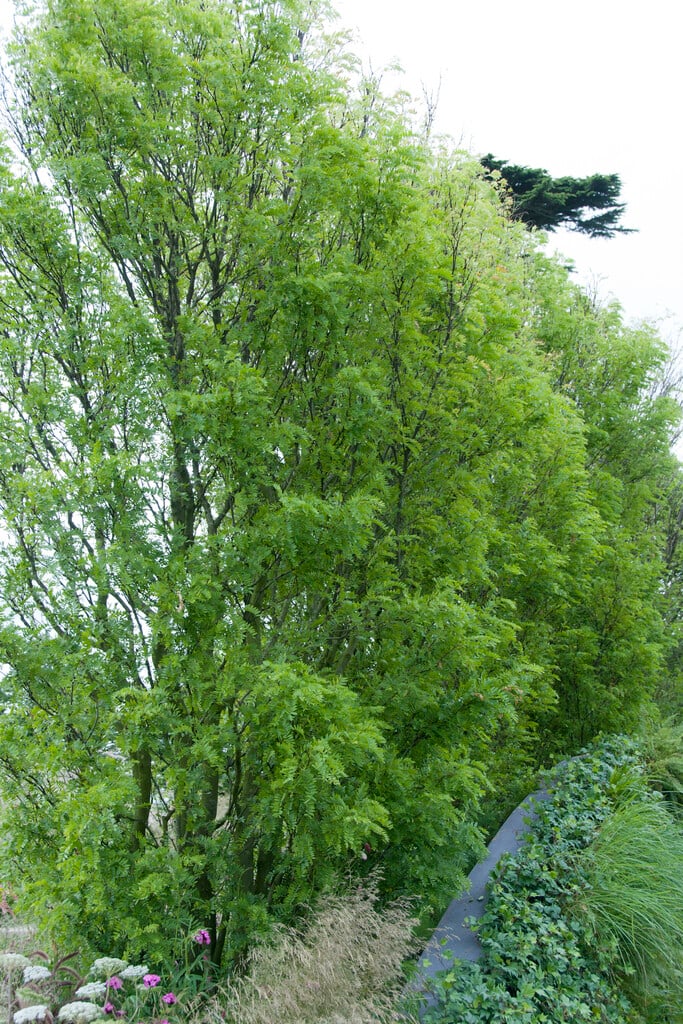 <i>Gleditsia</i> <i>triacanthos</i> 'Elegantissima' (v)
