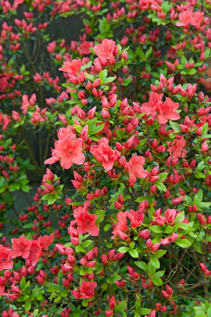 rhododendron 'Satschiko'
