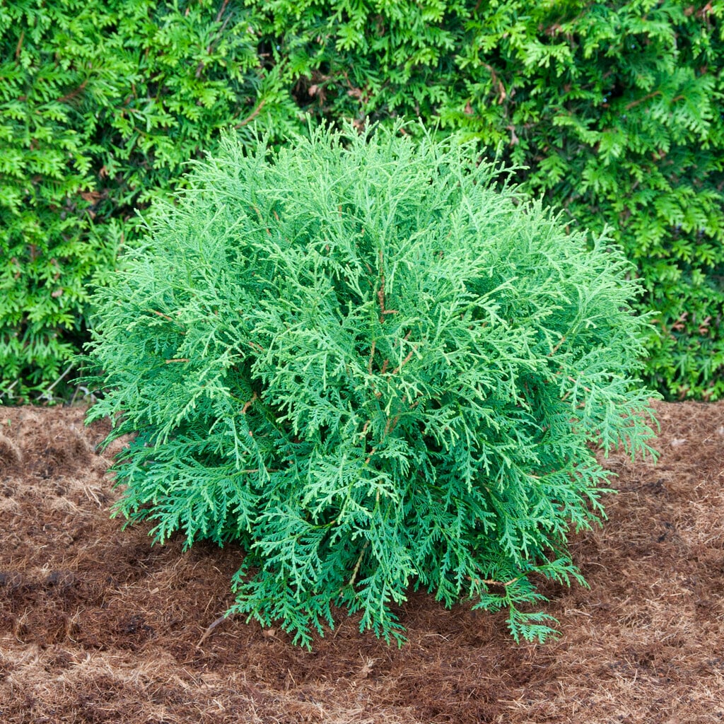 <i>Thuja</i> <i>occidentalis</i> 'Globosa'