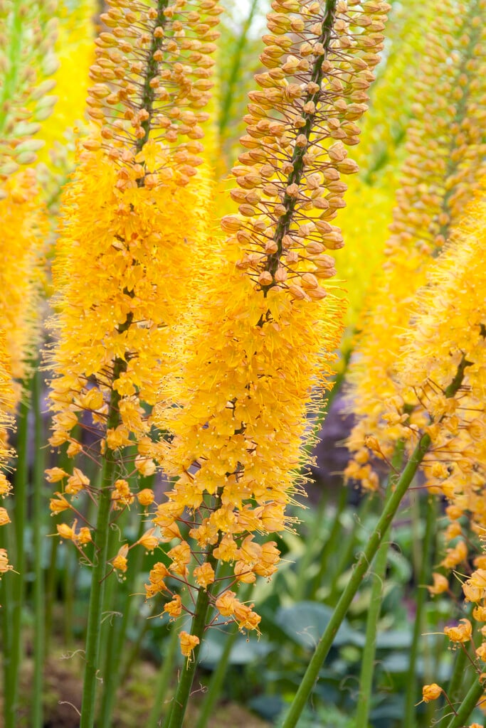 foxtail lily 'Emmy Ro'